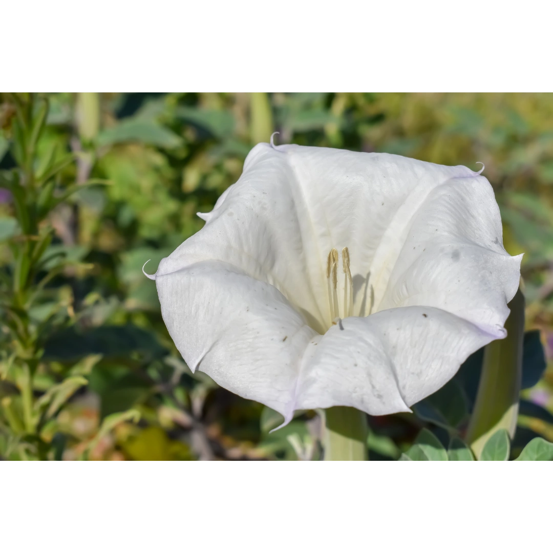 Angel's Trumpet Datura
